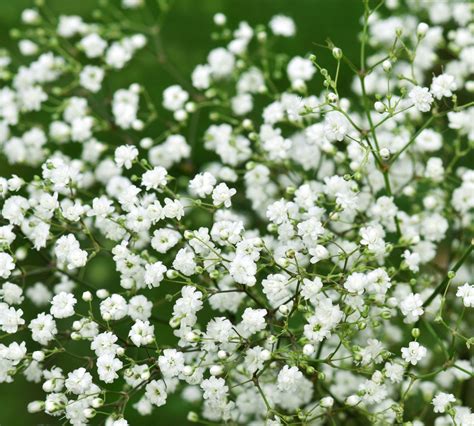 where does baby's breath grow.